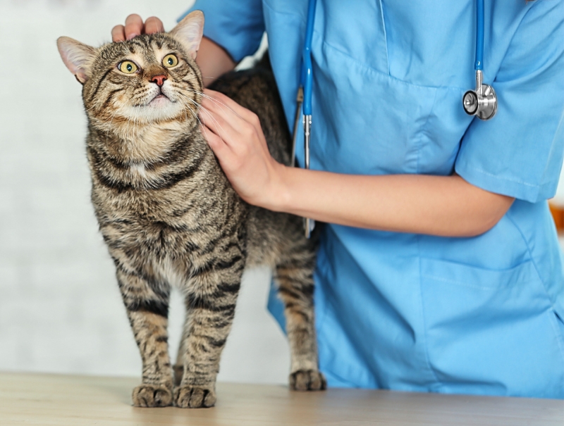 Veterinary Jobs in Almonte