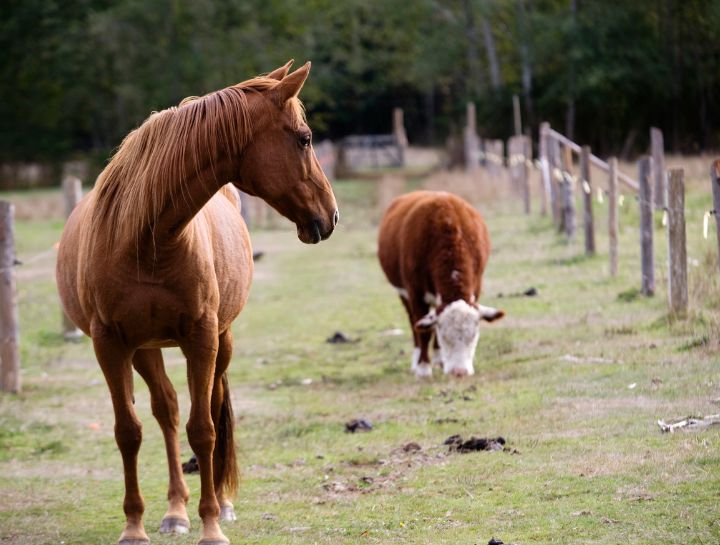 Large Animals